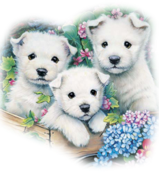 [animales misimagenesdivertidas.blogspot (65)[2].png]