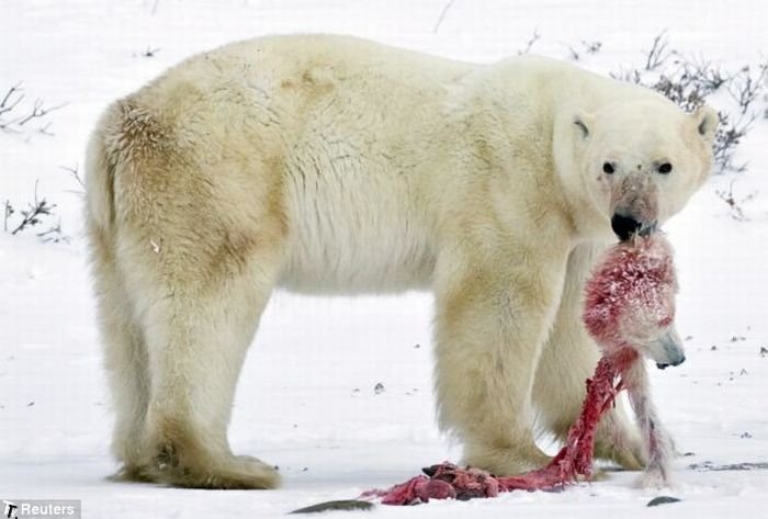 [male_polar_bear_cats_bab_cub_01[3].jpg]