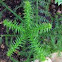 Australian Hoop pine