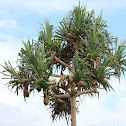Screw Pine or Pandanus Palm