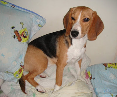 [Dog]讓人又愛又恨的小寶貝－毛豆一歲生日快樂！ - 阿祥的網路筆記本