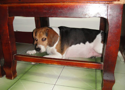 [Dog]讓人又愛又恨的小寶貝－毛豆一歲生日快樂！ - 阿祥的網路筆記本