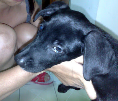 [Dog]小黑狗的主人，請和我聯絡！ - 阿祥的網路筆記本