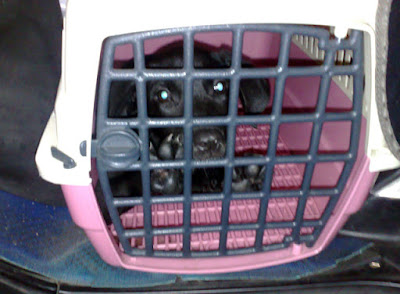 [Dog]小黑狗的主人，請和我聯絡！ - 阿祥的網路筆記本