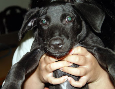 [Dog]關於小黑狗的後續處理… - 阿祥的網路筆記本