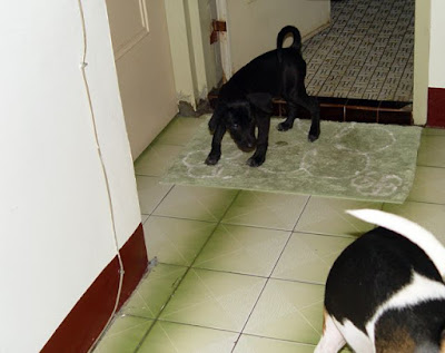 [Dog]莎悠娜啦！小黑！ - 阿祥的網路筆記本