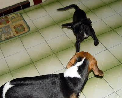 [Dog]莎悠娜啦！小黑！ - 阿祥的網路筆記本