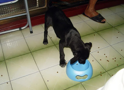 [Dog]莎悠娜啦！小黑！ - 阿祥的網路筆記本