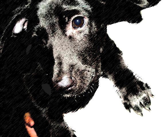 [串連]讓動物也有遇到好主人的機會！請支持修正不合時宜的動保法！ - 阿祥的網路筆記本