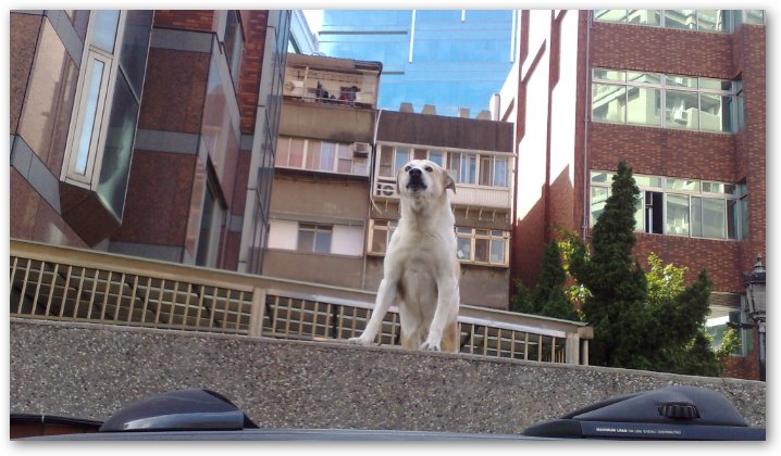 [Dog]街頭狗仔：站在高牆的狗狗！ - 阿祥的網路筆記本