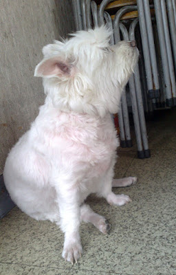 [Dog]早餐店的四隻小狗 - 阿祥的網路筆記本