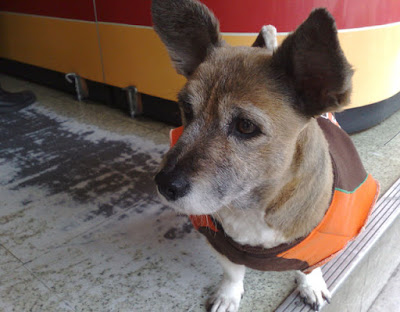 [Dog]早餐店的四隻小狗 - 阿祥的網路筆記本