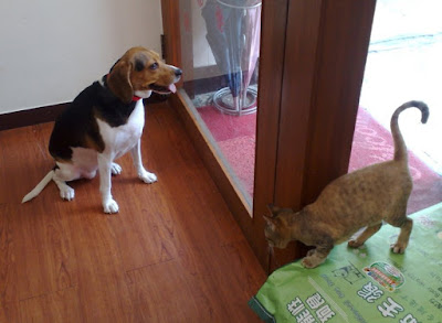 [Dog]紅豆與小四！ - 阿祥的網路筆記本