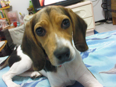 [Dog]紅豆小時候…！ - 阿祥的網路筆記本