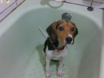 [Dog]紅豆小時候…！ - 阿祥的網路筆記本