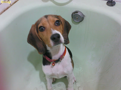 [Dog]紅豆小時候…！ - 阿祥的網路筆記本