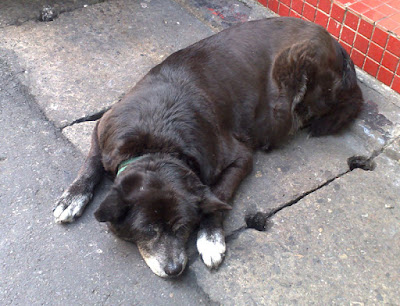 [Dog]光華吃喝一條街的老黑狗！ - 阿祥的網路筆記本