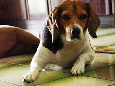 [Dog]小紅豆一年變成大紅豆！ - 阿祥的網路筆記本