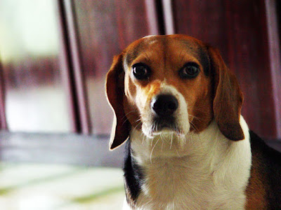 [Dog]小紅豆一年變成大紅豆！ - 阿祥的網路筆記本