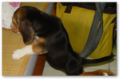 [Dog]小毛豆來報到！ - 阿祥的網路筆記本