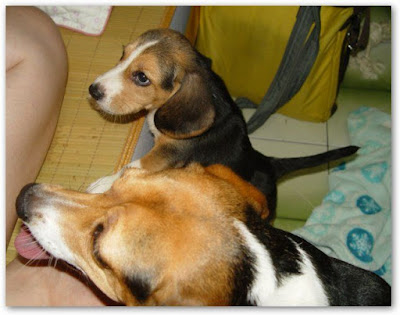 [Dog]小毛豆來報到！ - 阿祥的網路筆記本