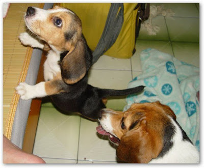 [Dog]小毛豆來報到！ - 阿祥的網路筆記本