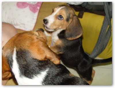 [Dog]小毛豆來報到！ - 阿祥的網路筆記本