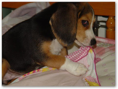 [Dog]小毛豆來報到！ - 阿祥的網路筆記本