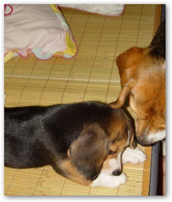 [Dog]小毛豆來報到！ - 阿祥的網路筆記本