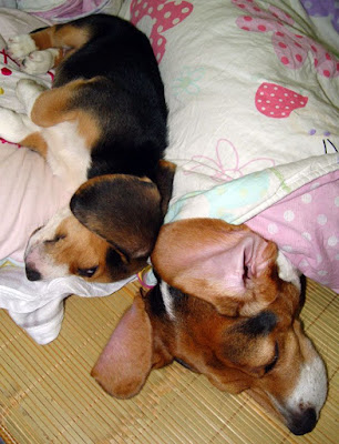 [Dog]小毛豆第五天生活寫真！ - 阿祥的網路筆記本