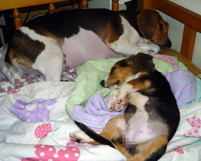 [Dog]小毛豆第五天生活寫真！ - 阿祥的網路筆記本