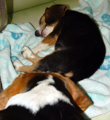 [Dog]小毛豆第五天生活寫真！ - 阿祥的網路筆記本