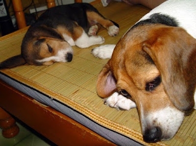 [Dog]小毛豆第五天生活寫真！ - 阿祥的網路筆記本