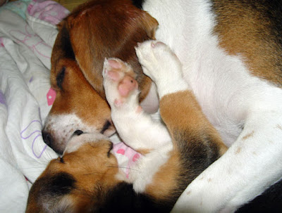 [Dog]毛豆滿兩個月了！ - 阿祥的網路筆記本