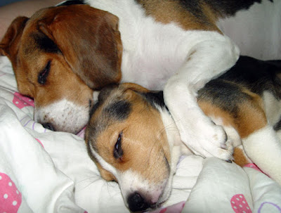 [Dog]毛豆滿兩個月了！ - 阿祥的網路筆記本