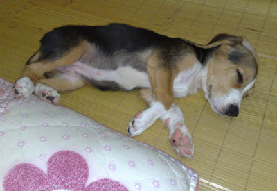 [Dog]毛豆亂入一個月了！ - 阿祥的網路筆記本