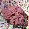 brain mushroom