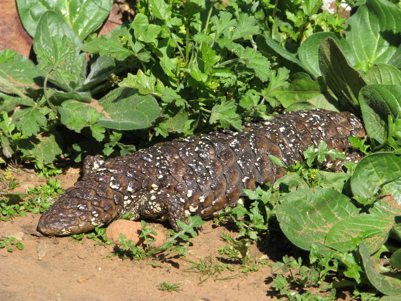 Stumpy-tailed Lizard/Shingleback