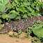 Stumpy-tailed Lizard/Shingleback
