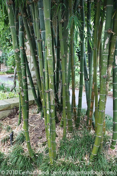 [Bambusa-membranacea-Royal-Bot-Garden-Sydney_03_sm[3].jpg]