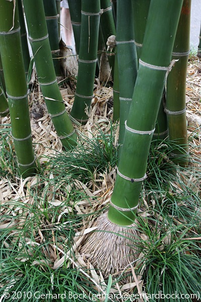 [Bambusa-membranacea-Royal-Bot-Garden-Sydney_02_sm[3].jpg]
