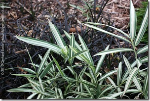 Pleioblastus-variegata-at-Royal-Botanic-Gardens-Syndey-091227_sm