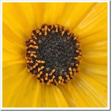101031_perennial_sunflower_closeup