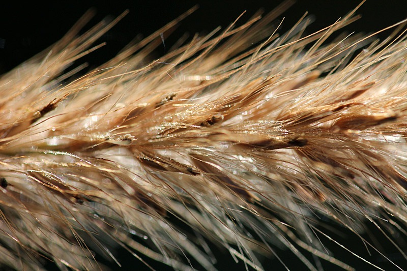 [101031_fountain_grass_panicle[2].jpg]