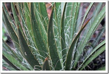 101024_agave_shidigera