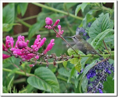 101024_hummingbird 101024_hummingbird