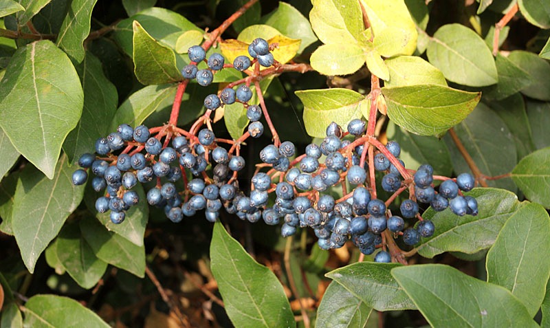 [101104_blue_bush_berries[8].jpg]