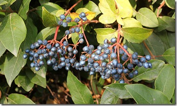 101104_blue_bush_berries