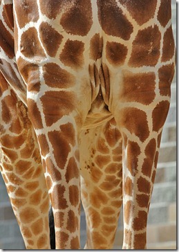 101114_giraffe