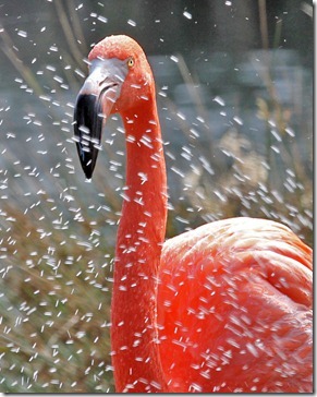 101114_flamingo_with_waterdrops2